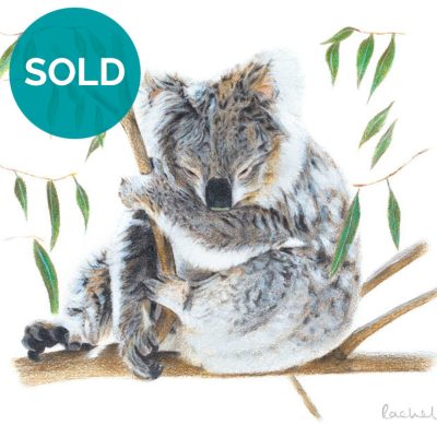 Koala, Original Artwork 8 x 12"