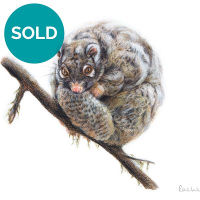 Possum original artwork