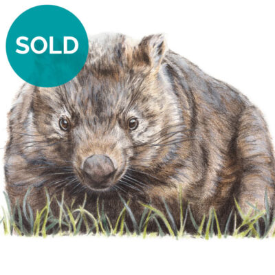 Common Wombat, 8 x 12" - Original Artwork