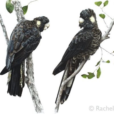Yellow-tailed Black Cockatoos - Fine Art Print
