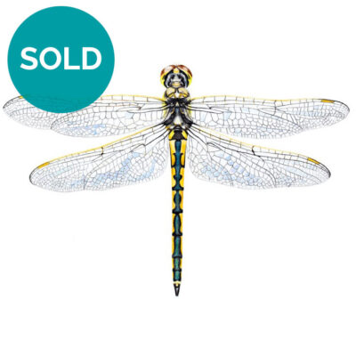 Australian Emerald Dragonfly, Original Artwork 9 x 12"