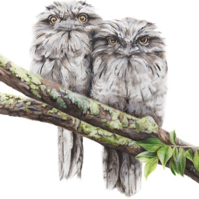 Tawny Frogmouth - Fine Art Print