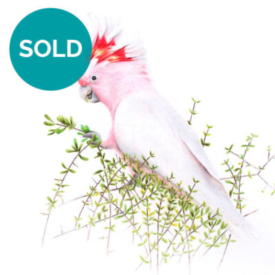 Major Mitchell’s Cockatoo Original Artwork
