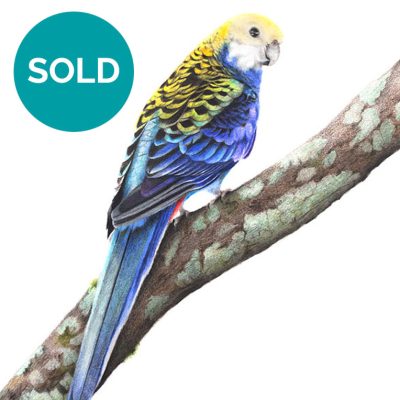 Pale-headed Rosella, Original Artwork 9 x 12"