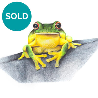 Australian Red-eyed Tree Frog, Original Artwork 8 x 11.5"