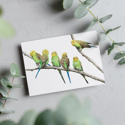 Budgerigars - Greeting Card