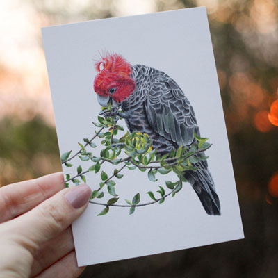 Gang-gang Cockatoo - Greeting Card