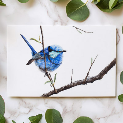 Splendid Fairywren - Greeting Card