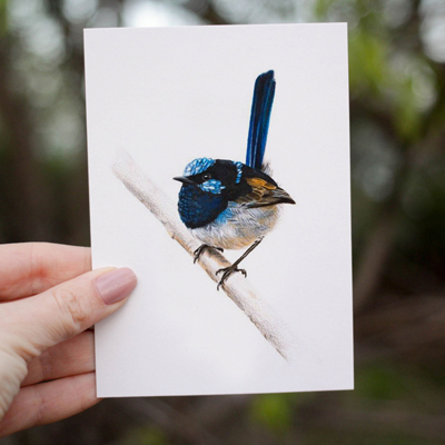 Superb Fairywren - Greeting Card