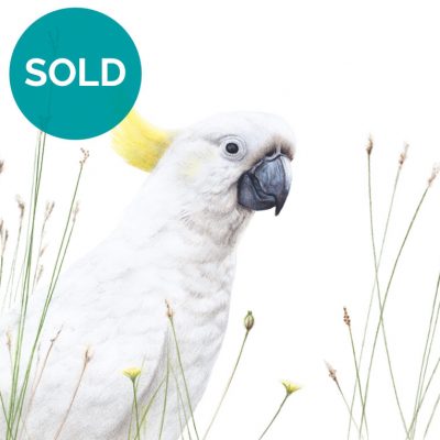 Sulphur-crested Cockatoo, Original Artwork 12 x 9"