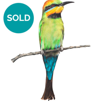Rainbow Bee-eater, Original Artwork 10.5 x 14.5"