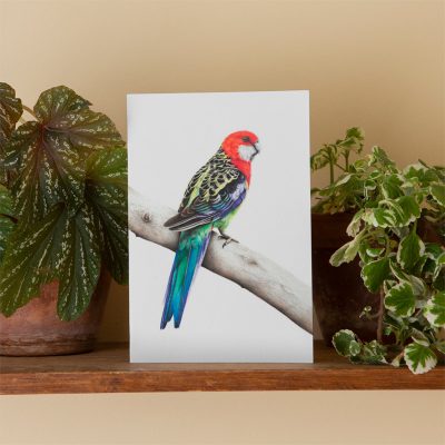 Eastern Rosella - Greeting Card