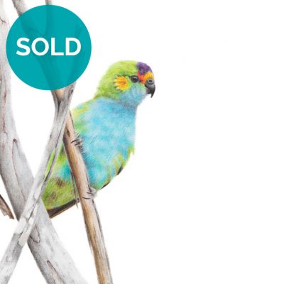 Purple-crowned Lorikeet, Original Artwork