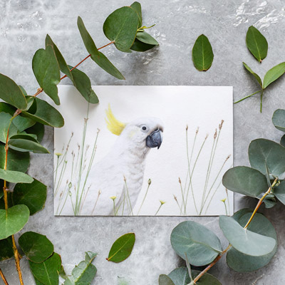 Sulphur-crested Cockatoo - Greeting Card
