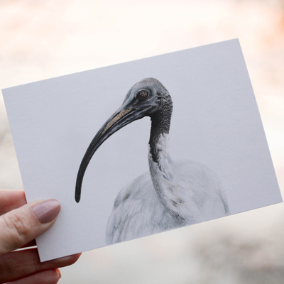 Australian White Ibis - Greeting Card
