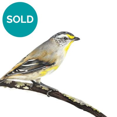 Striated Pardalote Drawing