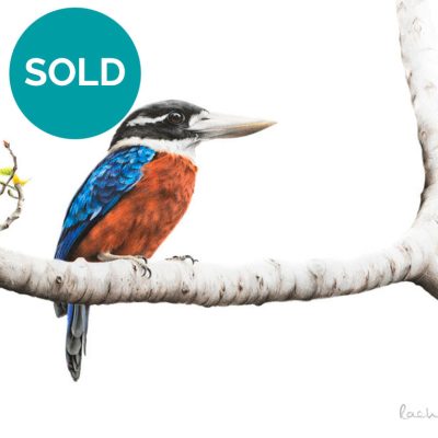 Rufous-bellied Kookaburra, Original Artwork