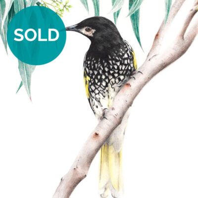 Regent Honeyeater, Original Artwork