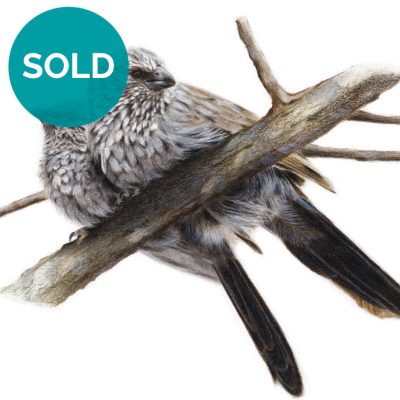 Apostlebirds, Original Artwork 8 x 12"