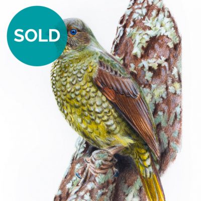 Female Satin Bowerbird, Original Artwork 8 x 12"