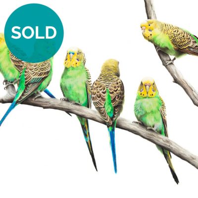 Wild Budgerigars - Original Artwork 12" x 16"