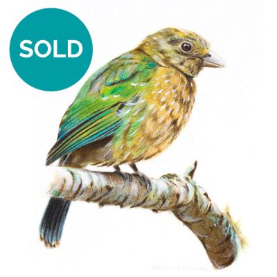 Green Catbird, Original Artwork 8 x 12"