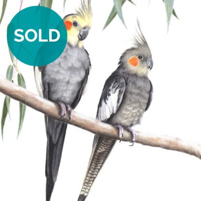 Cockatiels, Original Artwork 9 x 12"