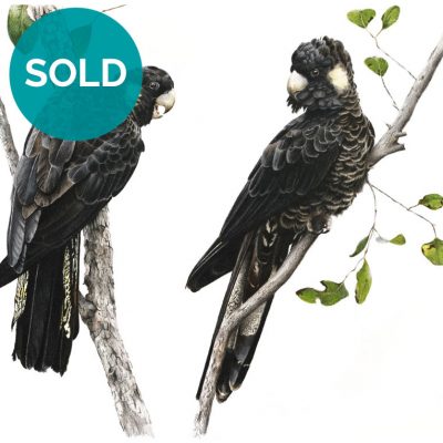 Yellow-tailed Black Cockatoos, Original Artwork 12" x 16"