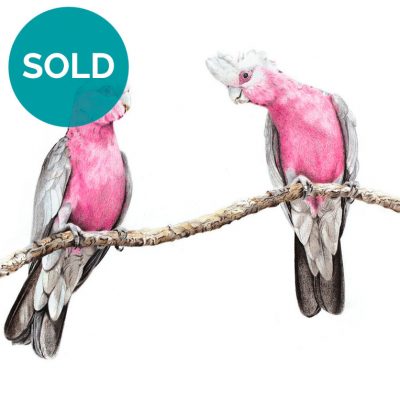 Galahs - Original Artwork 12" x 16"