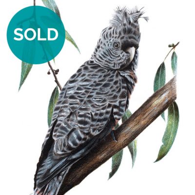 Female Gang-gang Cockatoo, Original Artwork 8 x 12"