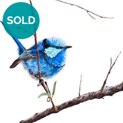 Splendid Fairywren, Original Artwork 9 x 12"