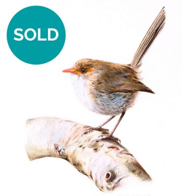 Female Superb Fairywren, Original Artwork 8 x 12"