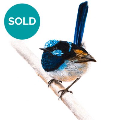 Male Superb Fairywren, Original Artwork 8 x 12"