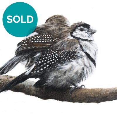 Double-barred Finches, Original Artwork 8 x 12"