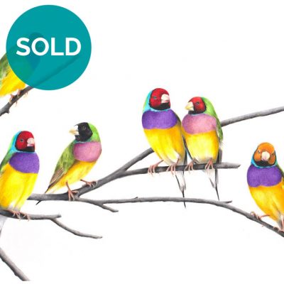 Gouldian Finches, Original Artwork 12 x 16"