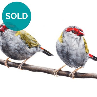 Red-browed Finches, Original Artwork 8 x 12"