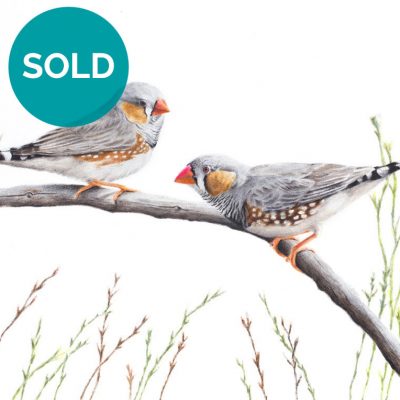 Zebra Finches - Original Artwork 9 x 12"