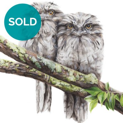 Tawny Frogmouths, Original Artwork 9 x 12"