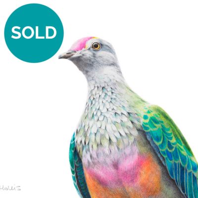 Rose-crowned Fruit Dove, Original Artwork