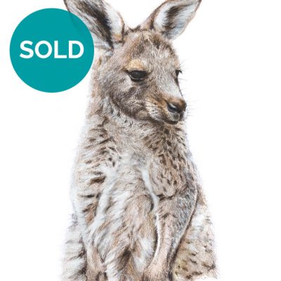 Eastern Grey Kangaroo, Original Artwork 8 x 12"