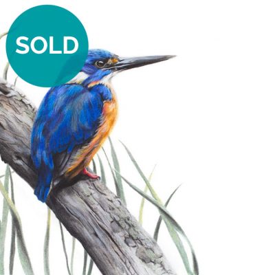 Azure Kingfisher, Original Artwork 8 x 12"