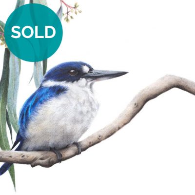 Forest Kingfisher - Original Artwork 32 x 26cm