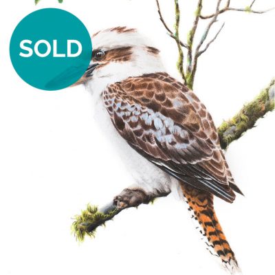 Laughing Kookaburra, Original Artwork 9 x 12"