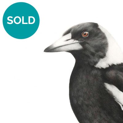 Australian Magpie, Original Artwork 8 x 10"