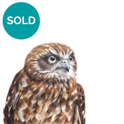 Southern Boobook Owl, Original Artwork 13.25 x 9"