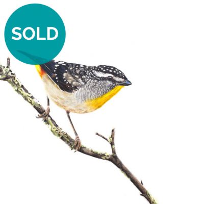 Spotted Pardalote, Original Artwork 8" x 10.5"