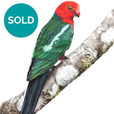 Australian King Parrot, Original Artwork 9 x 12"