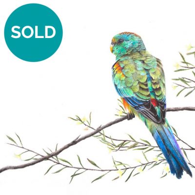 Mulga Parrot, Original Artwork 9 x 12"