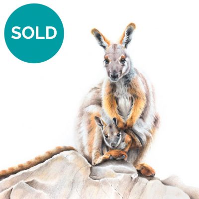 Yellow-footed Rock Wallaby & Joey, Original Artwork 9 x 12"