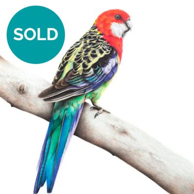 Eastern Rosella, Original Artwork 11.75 x 8.75"